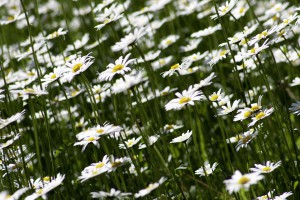 marguerite-451180_960_720